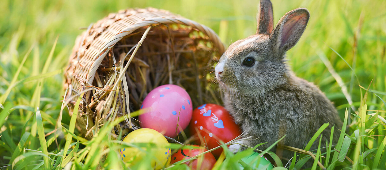 Ostern frohes Osterfest Hase Eier Korb im Rasen 